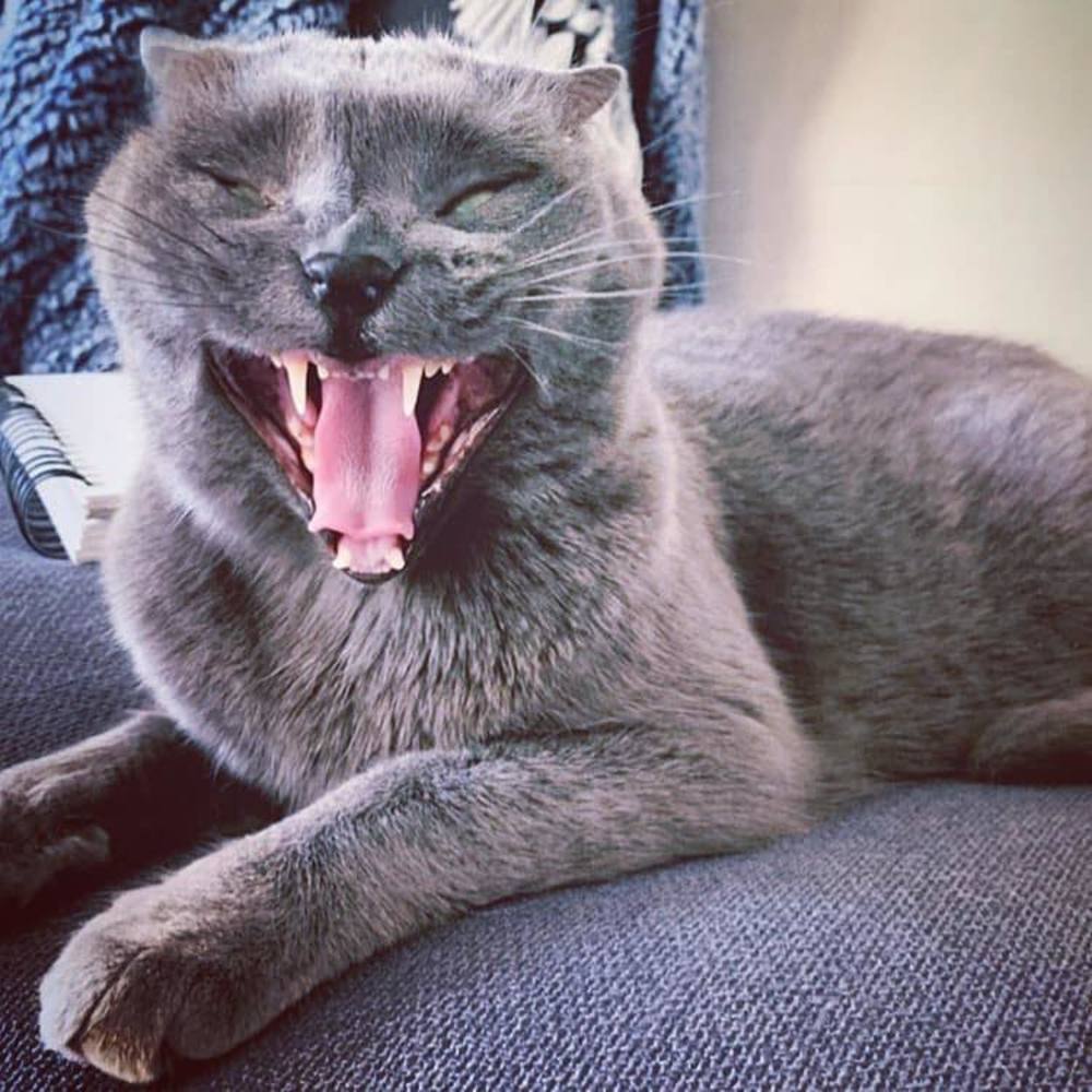 Meet your Posher, Ellen